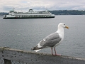 03 seagull on dock